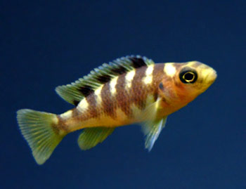 Picture of Bumblebee Cichlid