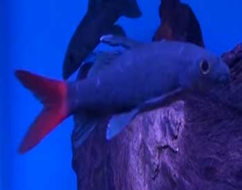 Picture of Rainbow Shark