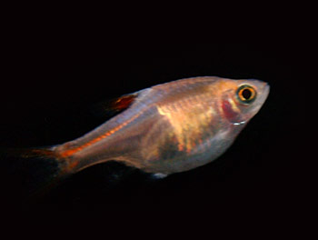 Picture of Harlequin Rasbora | Copyright www.fish-species.org.uk