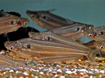 Picture of Shoulderspot Catfish