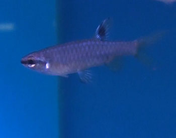 Picture of Splash Tetra