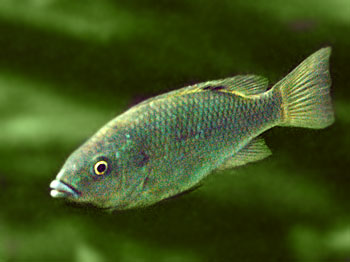 Picture of Pindu Fish