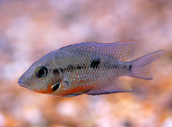 Picture of Firemouth Cichlid