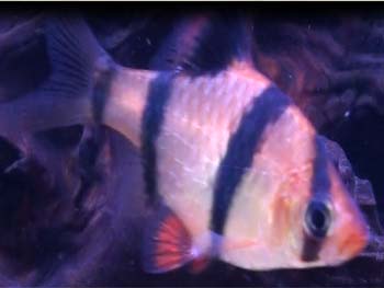 Picture of Tiger Barb