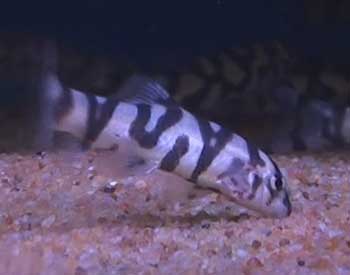 Picture of Yo Yo Loach